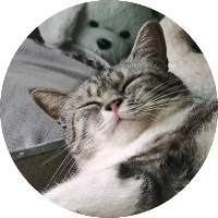 猪小咪
