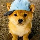 小头鼠海豚