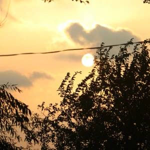 太平洋鲟