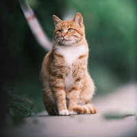 赤潮创革